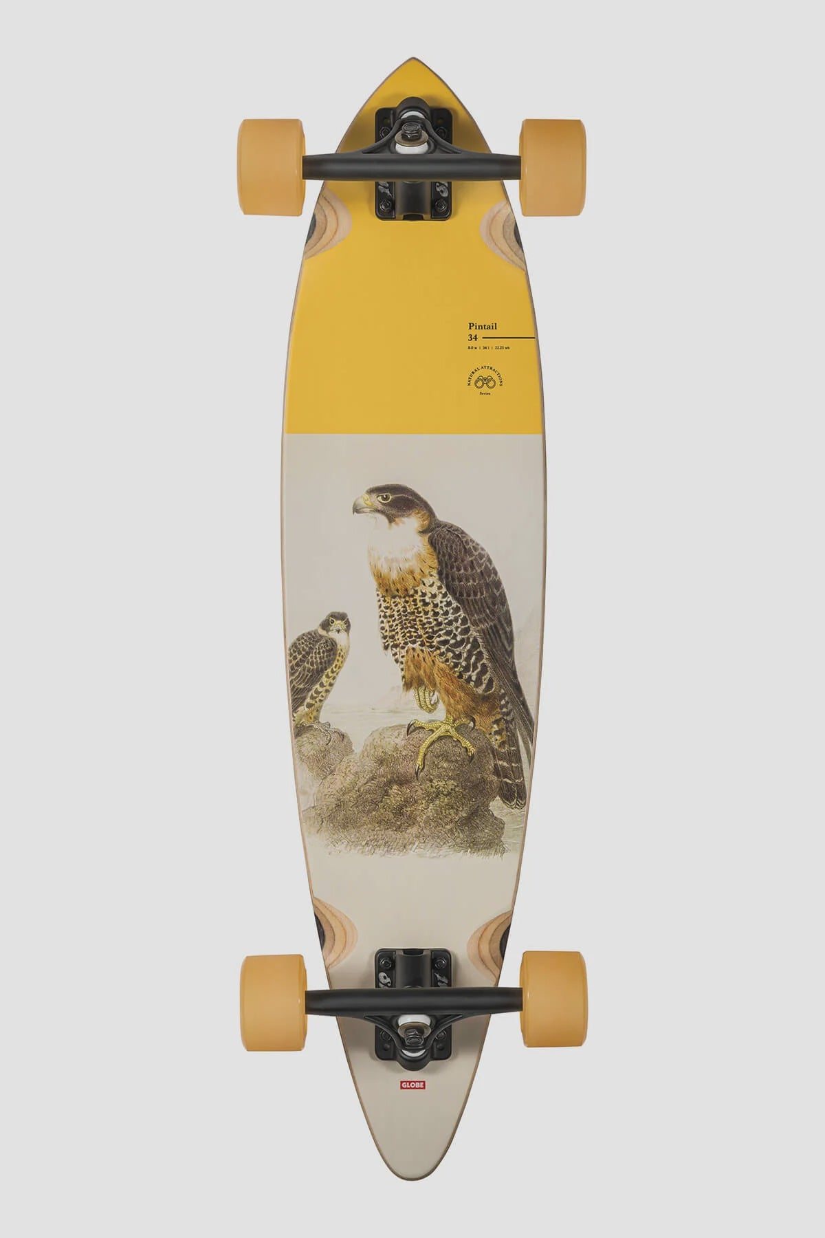 Longboard GLOBE Pintail 34, Falcon